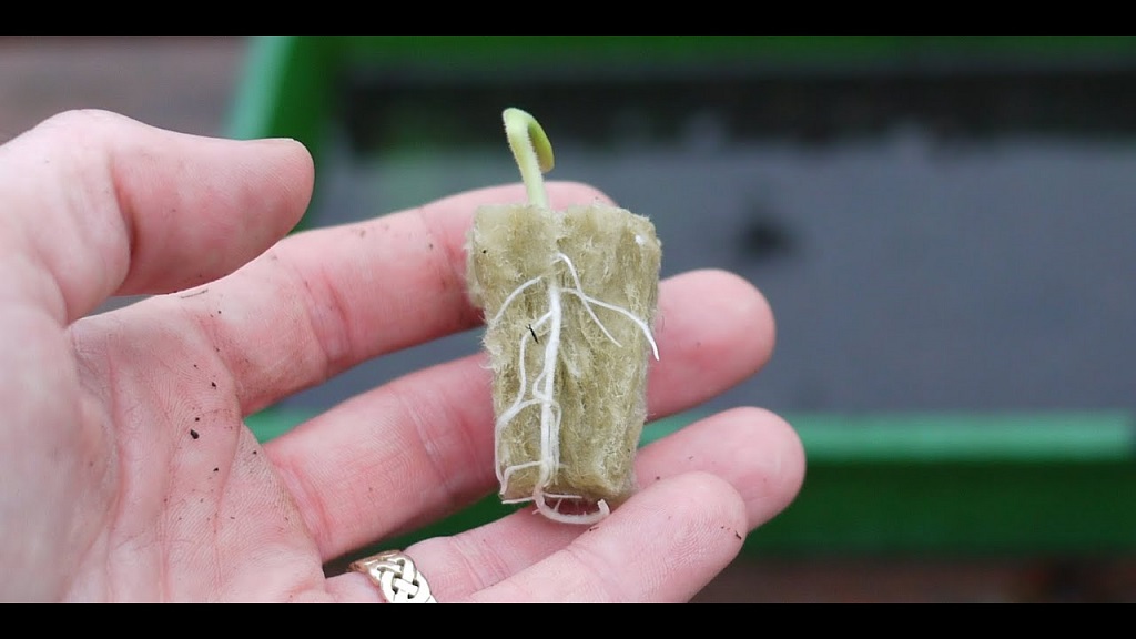 germinate seeds in Rockwool