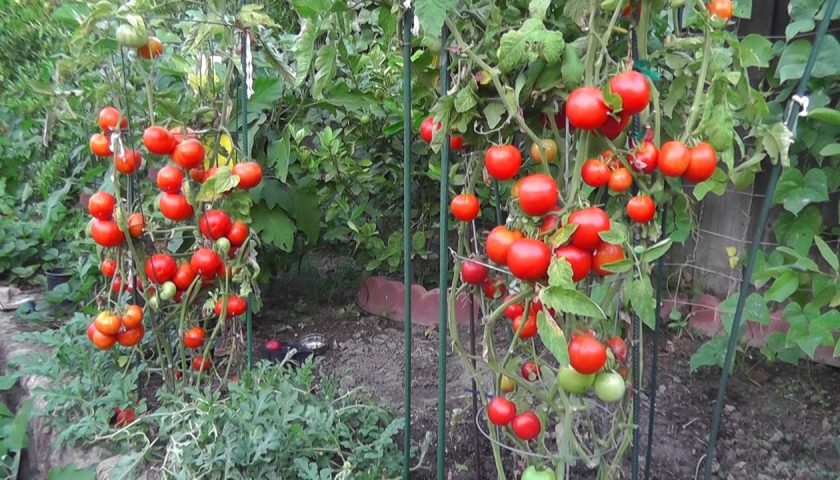 Home Tomato Garden