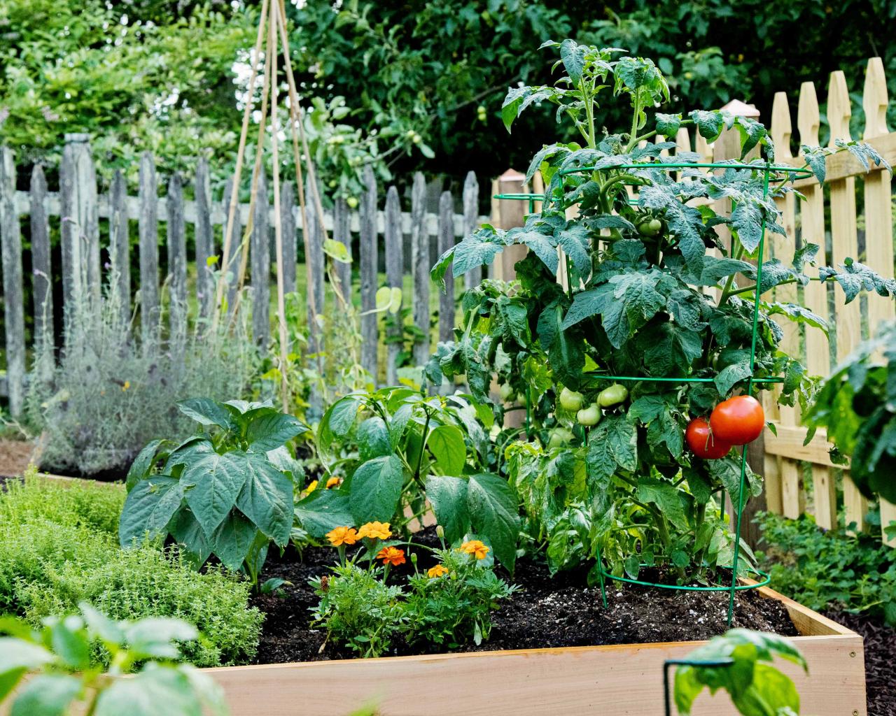 Home Tomato Garden