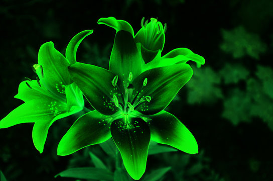 How Does a Green Lily Flower Differ From the Normal Lily Flower
