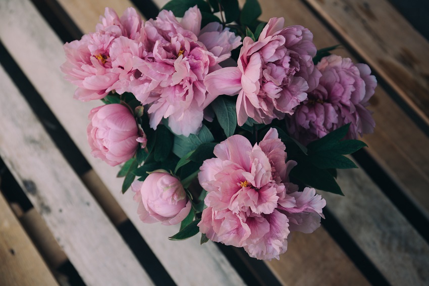 How Do You Grow Peonies Successfully: Care and Maintenance