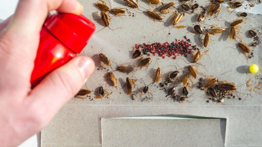 What Scent Kills Roaches