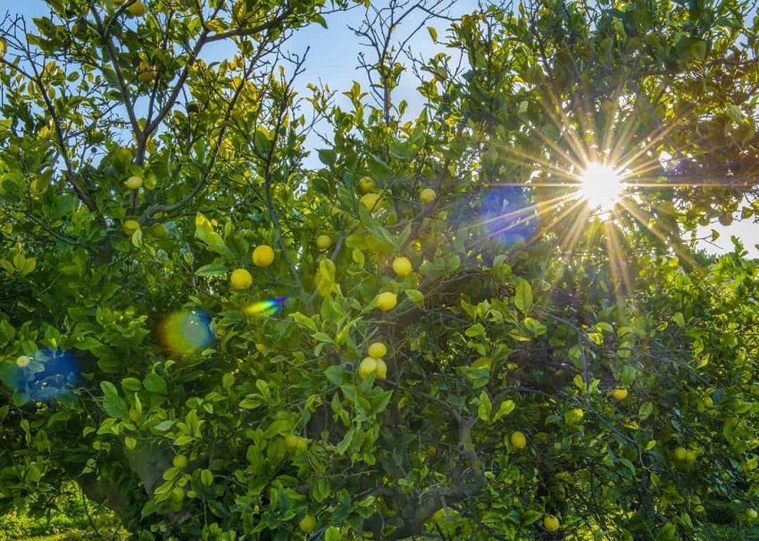 Do Lemons Need Sunlight to Grow