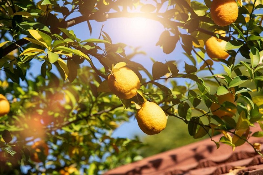 Do Lemons Need Sunlight to Grow