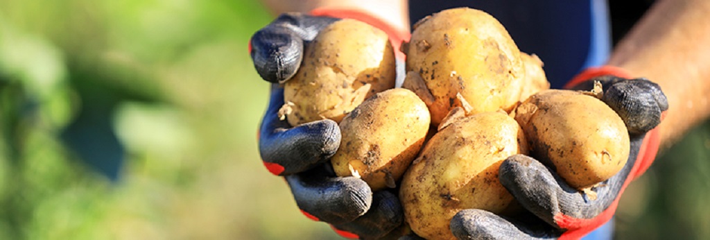 potato cultivation, rapid growth, gardening tips, quick harvesting, accelerated potato growth