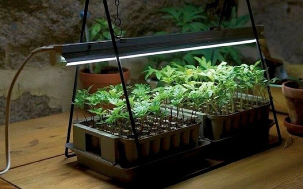 Can Indoor Plants Grow in Artificial Light? Exploring the Potential of Indoor Gardening
