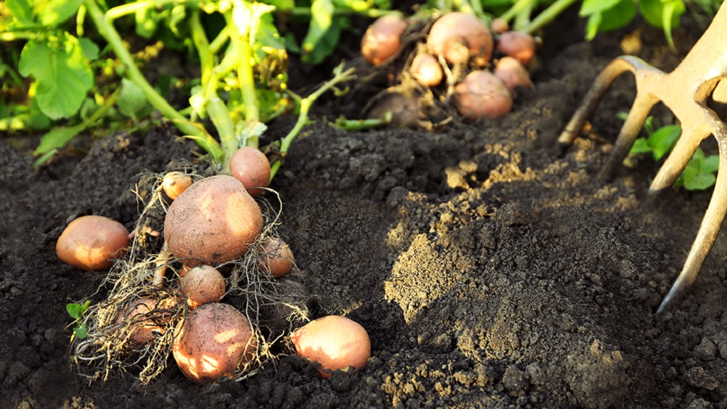 What is the Fastest Way to Grow a Potato?