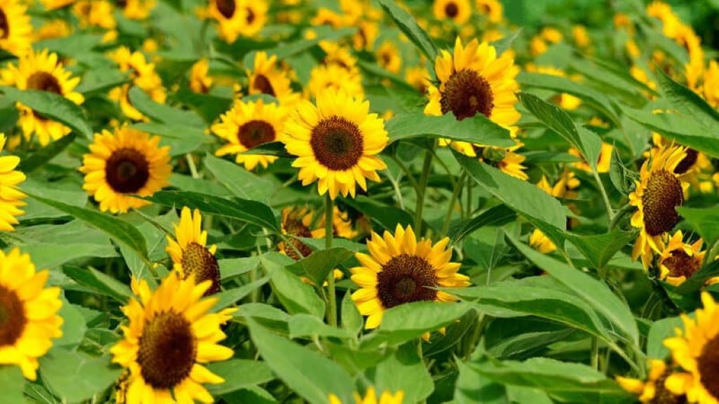 Nutritional Value of Sunflower Leaves