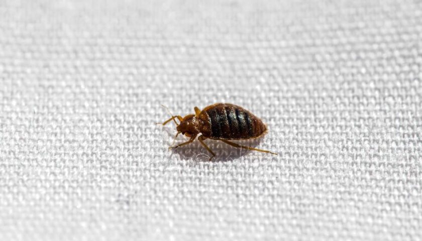 Prevent Bed Bug Bites While Sleeping