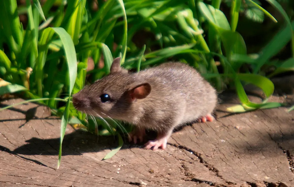 Effective Methods For Rodent Removal
