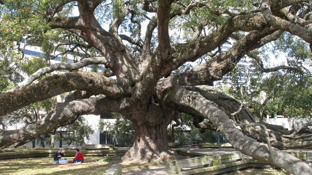 Best Trees to Plant in Florida