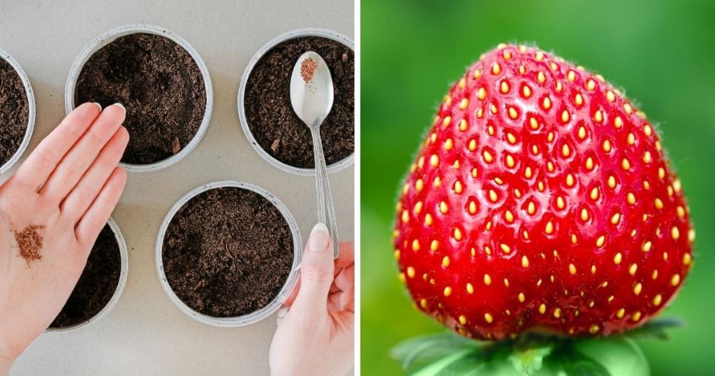 Exploring Different Strawberry Types