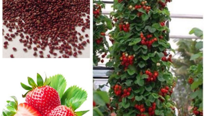 Growing Strawberries from Seed: The Ultimate Guide for Success