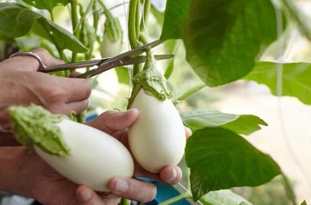 Harvesting White Eggplant