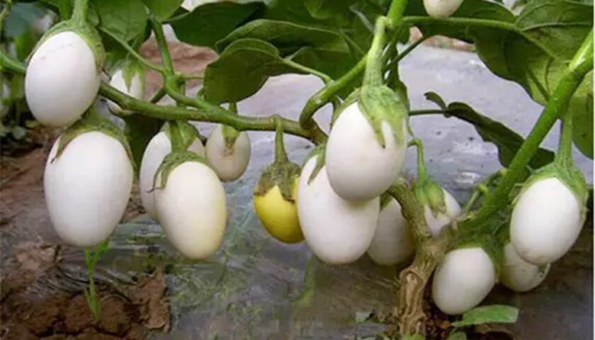 When is White Eggplant Ripe