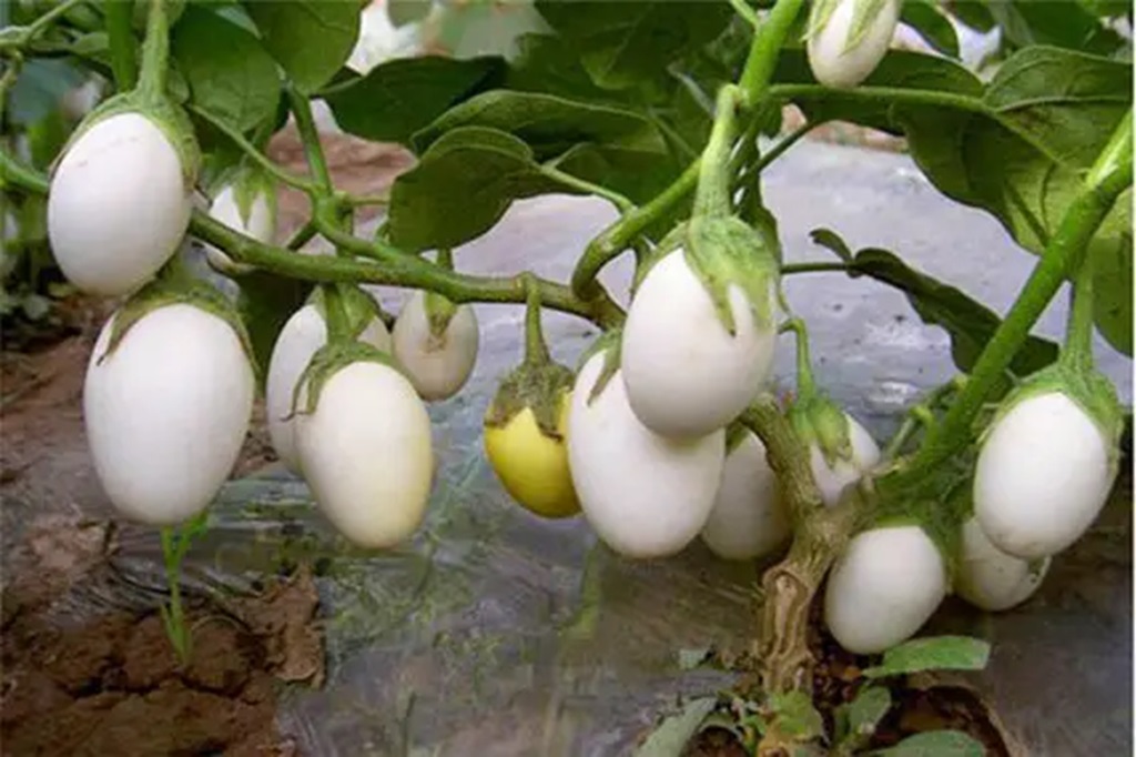 When is White Eggplant Ripe