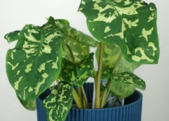 How Much Water Does Alocasia Hilo Beauty Need? A Guide to Perfect Watering