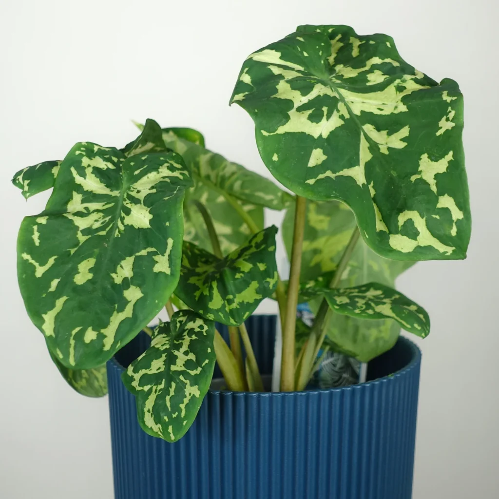 How much water does Alocasia Hilo beauty need