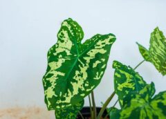Is Alocasia Hilo Beauty Hard to Care For? A Guide Beyond the Basics