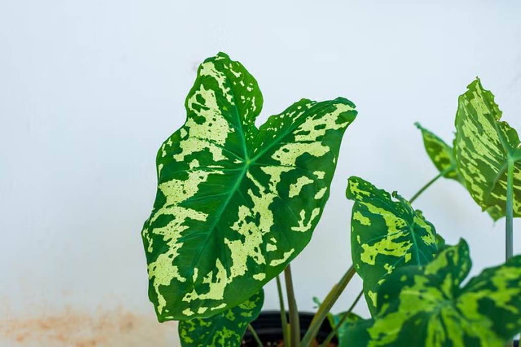 Is Alocasia Hilo beauty hard to care for