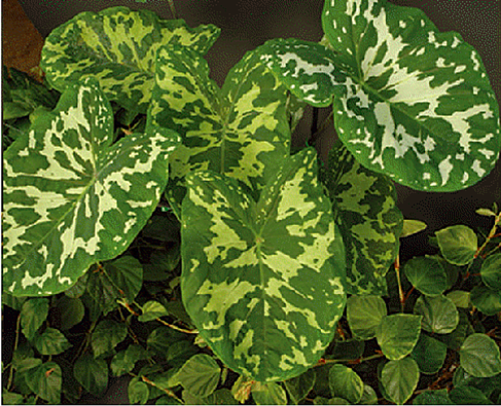 What is the description of Alocasia plant
