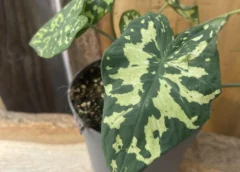 What is Alocasia Hilo Beauty? A Guide to this Unique Elephant Ear