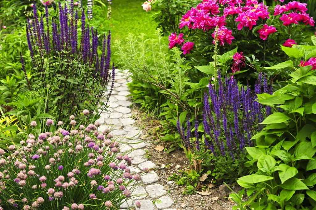 What is the life cycle of an annual plant