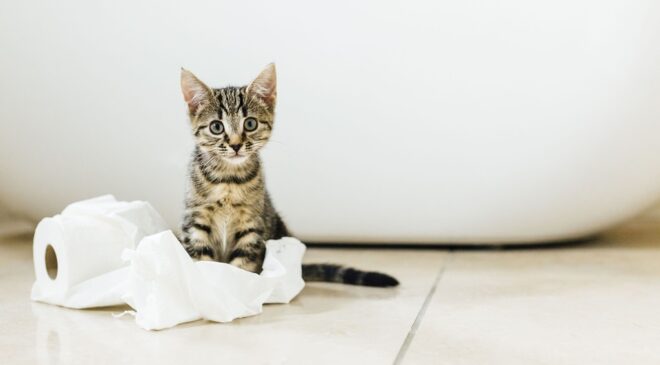 How to tell if a cat is a boy or a girl