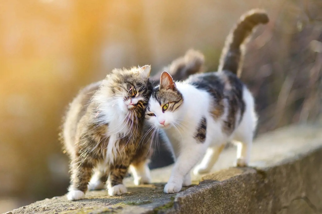 How can I tell my cat's gender?