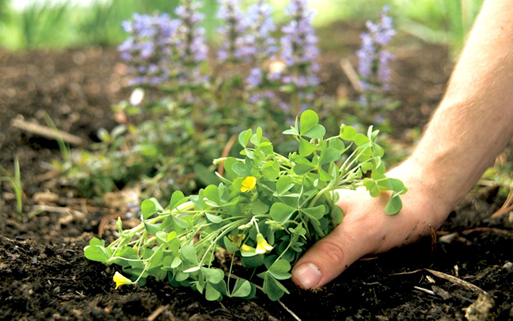 What is the best way to get rid of weeds in the garden?