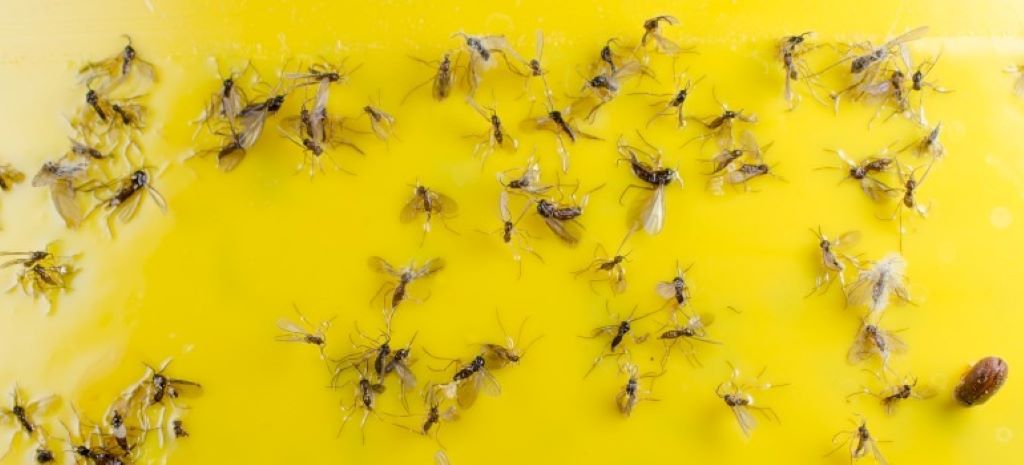 How to Create a Fool-Proof Gnat Trap : 9 Steps