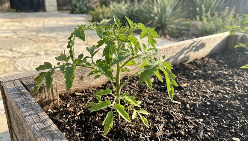 Tomato plants wilting in Austin raised garden bed during summer heat