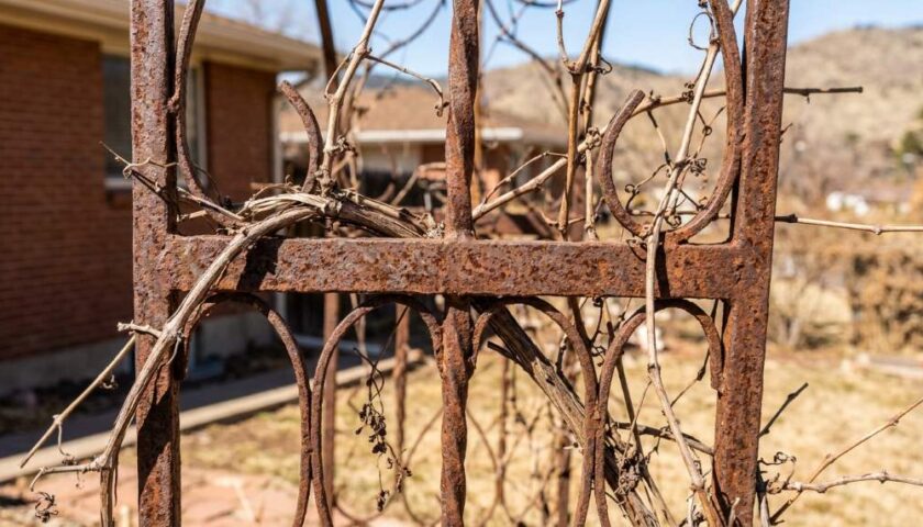 Removing rust from a metal vine trellis with a wire brush