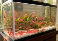 Red slime cyanobacteria being removed from reef aquarium sand bed